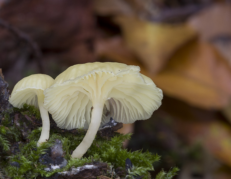 Chrysomphalina grossula